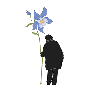 Aquilegia